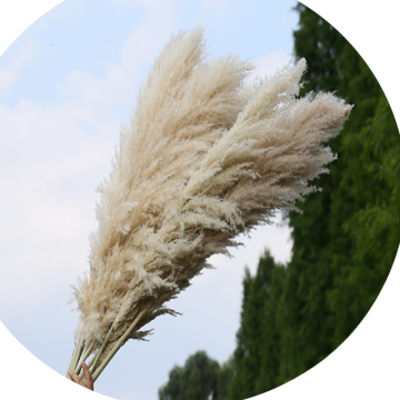 Amazon Hot Sale Boho Pompous Grass Large Pampas Grass for Wedding Backdrop