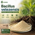 مسحوق بروبيوتيك Bacillus velezensis
