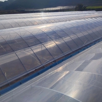 Single Greenhouse For Seedling Raising