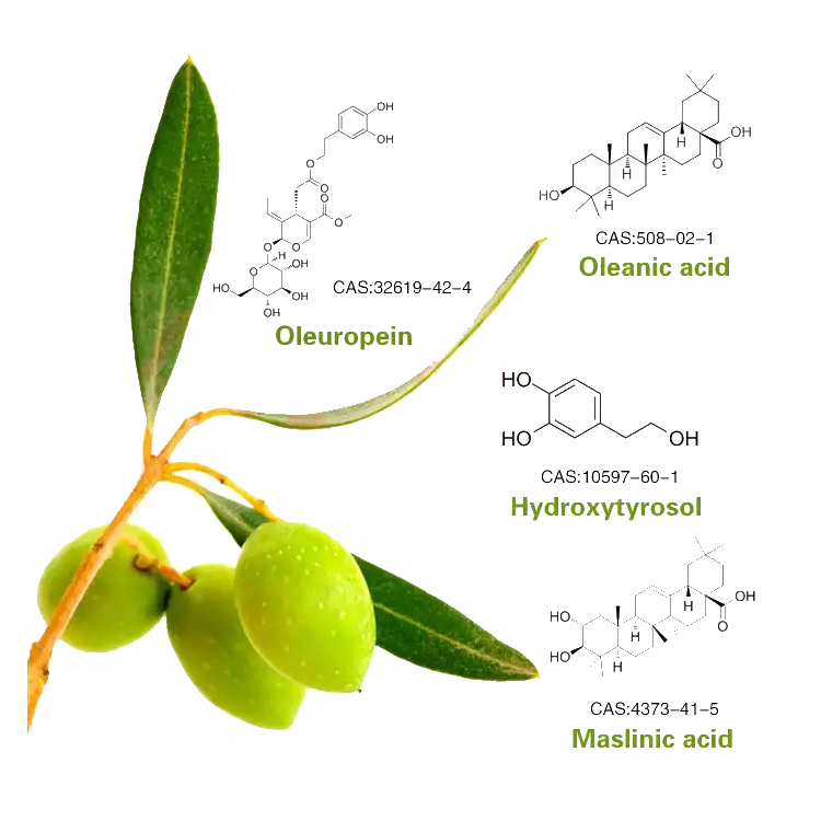 Olive Leaf Extract