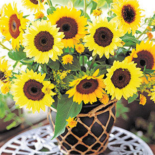 F1 Hybrid Flower Seeds Ornamental Sunflower Seeds For Sale