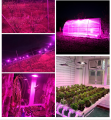 LED Grow Light 100W COB-modell för växter