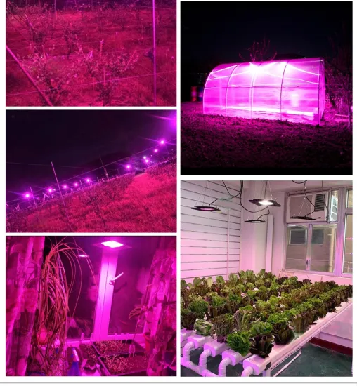 LED Grow Light 100W COB Model For Plants