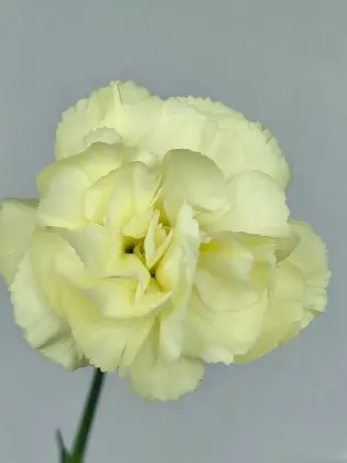 Spray carnation Imagination with Yellow
