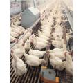 female chain feeding poultry