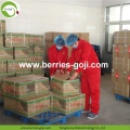 โรงงานขายอาหารซูเปอร์โภชนาการมาเลเซีย Goji Berry