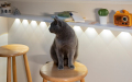 5 kedi göz lambası algılayan kısaltılabilir manzara dalgalanma