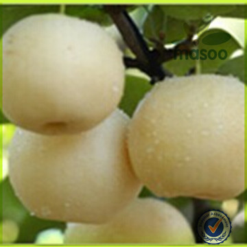 China Fresh early Su Pear/China Santa Maria Pear/Chinese Fresh Ya Pear For Exporting