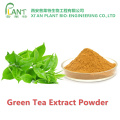 Green tea extract capsules raw catechin powder