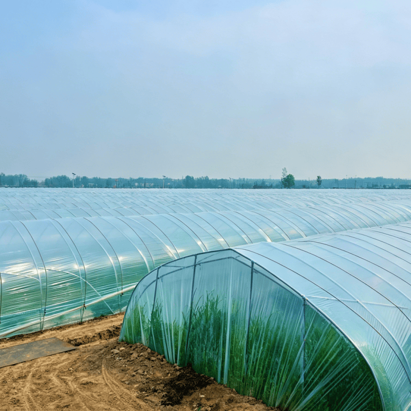 transparent greenhouse film (2)