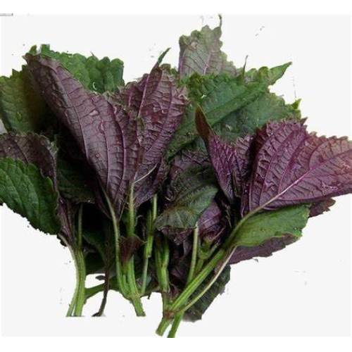 Free Sample Perilla Frutescens Extract Powder
