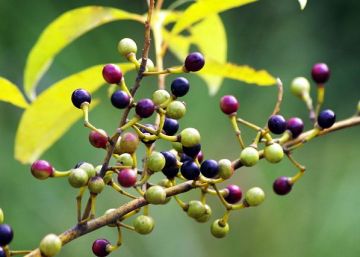 Natürliches reines Litsea Cubeba Öl Ätherisches Öl