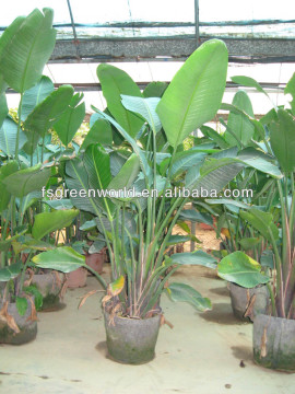 Strelitzia nicolai ornamental plants