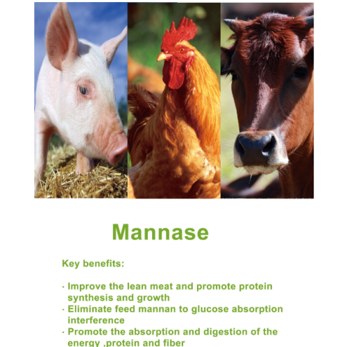 Mannase -enzym dat de digestie van dieren bevordert