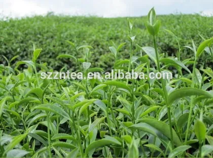 9380 tea health food organic green tea meicha price per kg