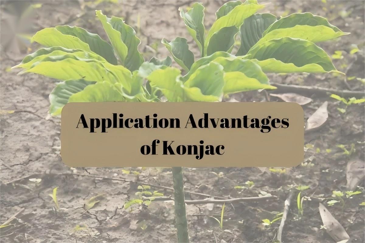 Konjac Root Powder (5)