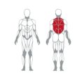 Lat Machine Convergent Tull Down Fitness Equipment