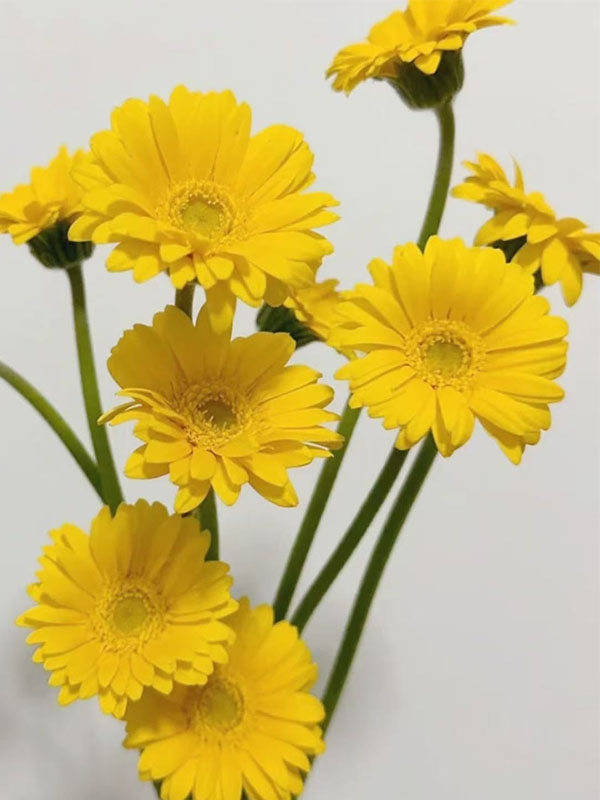 Gerbera Duckling5