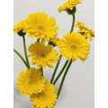 Gerbera হাঁসের আদর্শ চন্দ্রমল্লিকা
