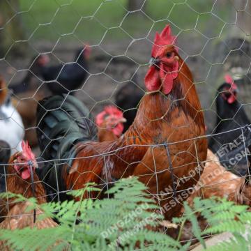 Hexagonal Poultry Mesh BWG22 for Animals