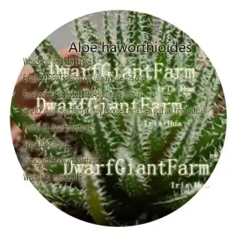 50pcs a set 38usd Aloe haworthioides rare seed