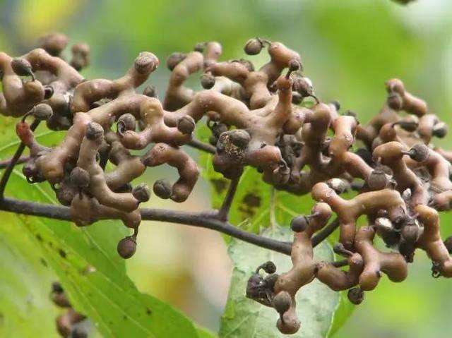 hovenia dulcis1