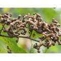 Hovenia dulcis thunb extract powder