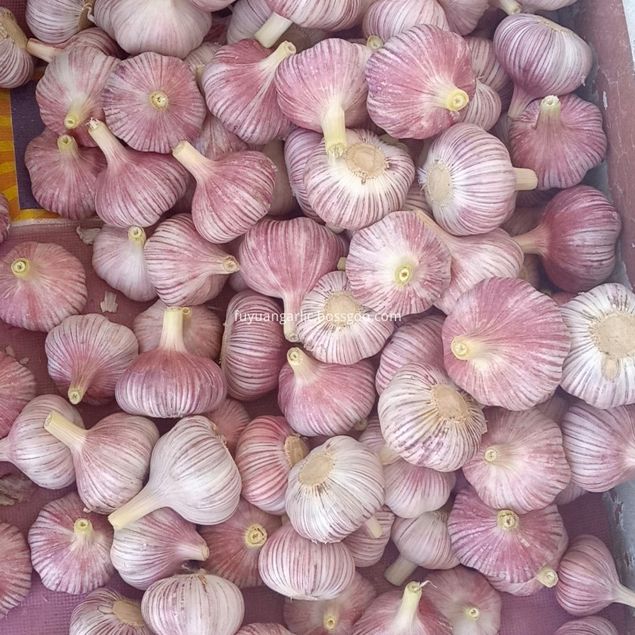 2019 New Crop Normal White Garlic