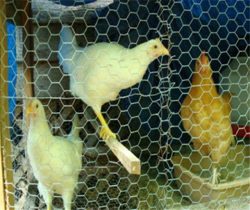 Poultry Wire Mesh