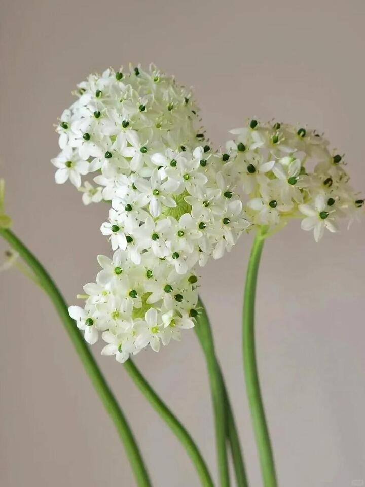 Wonder Flower