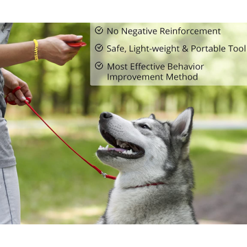 Effective Training Tools for Puppy or Cat