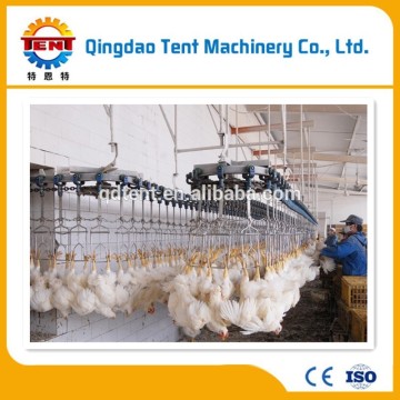 Qingdao chickens slaughterhouse plant