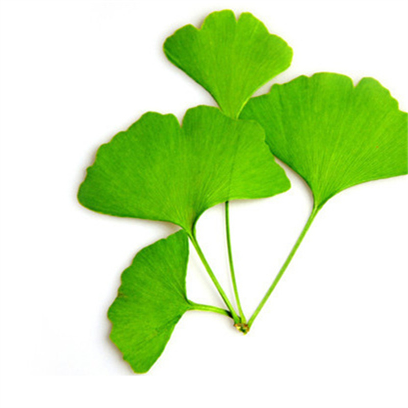 Ginkgo Biloba3