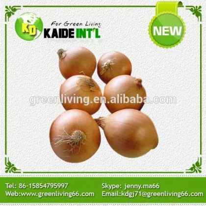 New crop Fresh Sweet Onion