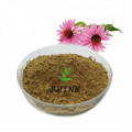 Echinacea-Extrakt 4% Polyphenole-Pulver