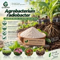 Agrobacterium radiobacterium Microbial Powder للتحكم الحيوي في Crown Gall