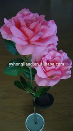 flower rose light