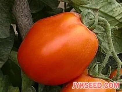 Tomato JYK No.2