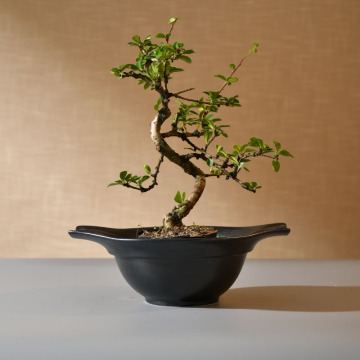 Pot de fleur du plateau d'eau de style japonais pour débutants - Disc en céramique pour décoration rétro de maison