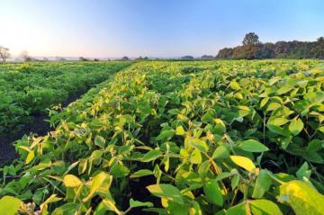 Herbicide cloransulam methyl herbicida