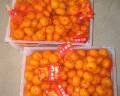 bebé fresco mandarina naranja fábrica directa de exportación