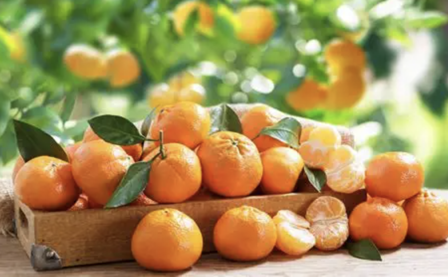Orange Powder Supplier