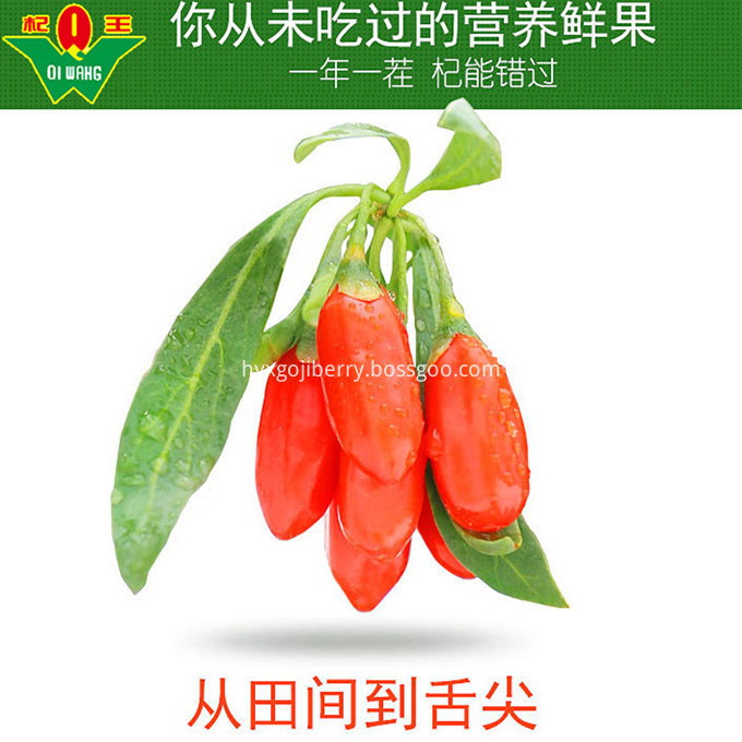 Goji Fruit3