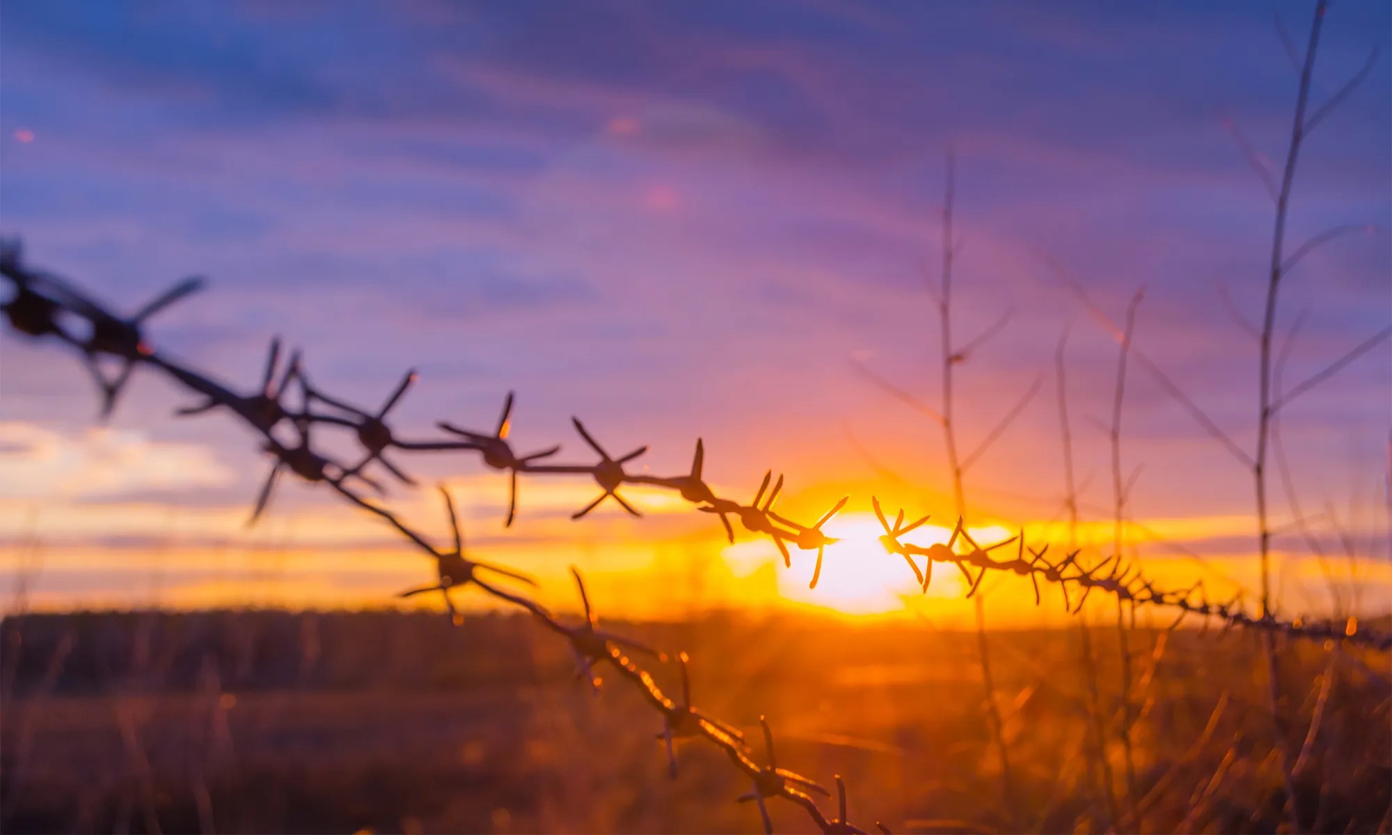 barbed wire2