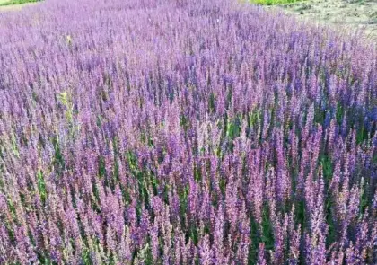 Flower seeds in lexington ky