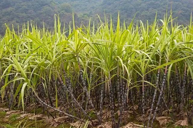 sugarcanes sugarcanes