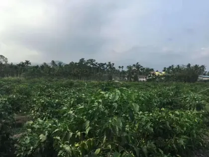 Noni juice powder extract