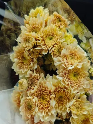 Herb Salad spray chrysanthemum