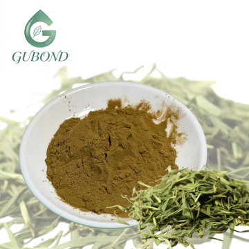 Extrato de chá verde para suplementos dietéticos