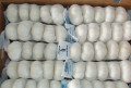 jinxiang καθαρό λευκό σκόρδο με παγκόσμιο πιστοποιητικό κενών